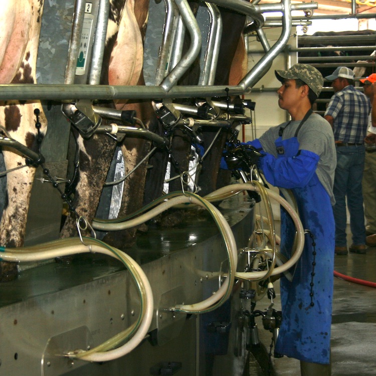 Dairy farmers have until June 1 to enroll in new MPP